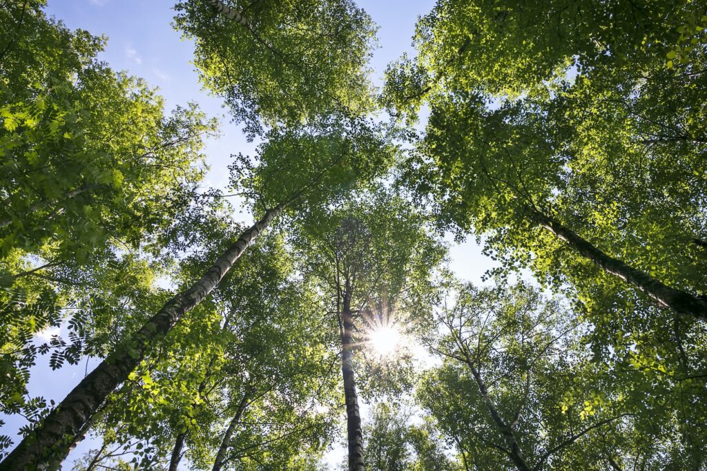 sunlight through birch leaves